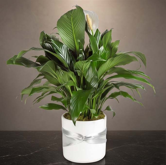 Peace Lily Classic flower arrangement by Flora Faves